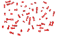 Chromosomes