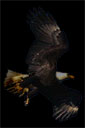 night bird
