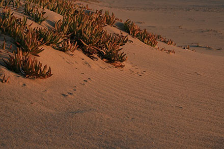 Sunset Beach