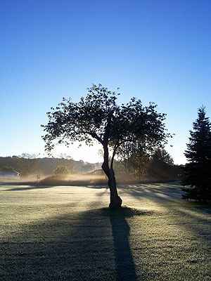 Tree of Hope