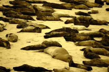 Sea lions on the beach