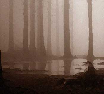 swamp