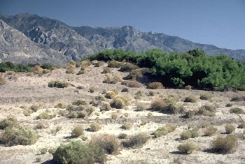 High desert